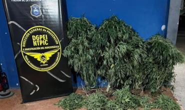 Secuestraron 14 plantas de cannabis en una vivienda de la zona sur de La Rioja