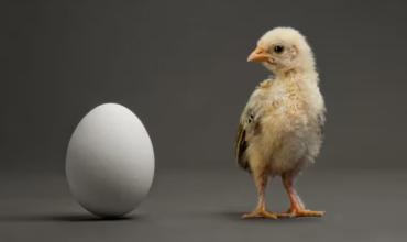 La inteligencia artificial resolvió el misterio: ¿primero fue el huevo o la gallina?