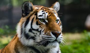 Un hombre murió tras el ataque de un tigre en un parque de vida silvestre en Inglaterra