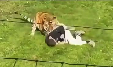 Qué pasará con el tigre que mató a un hombre en Inglaterra y la decisión del zoológico