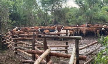 Productores correntinos en "desesperación" por la crecida del Paraná: buscan sacar más de 60.000 animales 