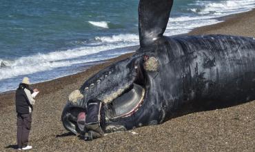 Alerta por la muerte de ballenas en Puerto Madryn