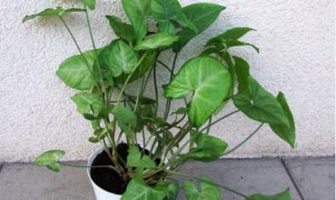 Una niña de 6 años se intoxicó tras ingerir una planta tóxica en Olta y debió ser trasladada a Chamical