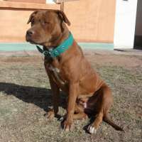 <br />
<b>Notice</b>:  Undefined index: $foto in <b>/var/www/fenix951/public/notidenuncia_ver.php</b> on line <b>106</b><br />
