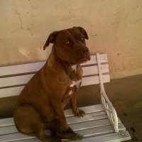 <br />
<b>Notice</b>:  Undefined index: $foto in <b>/var/www/fenix951/public/notidenuncia_ver.php</b> on line <b>106</b><br />
