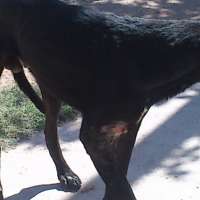 <br />
<b>Notice</b>:  Undefined index: $foto in <b>/var/www/fenix951/public/notidenuncia_ver.php</b> on line <b>106</b><br />
