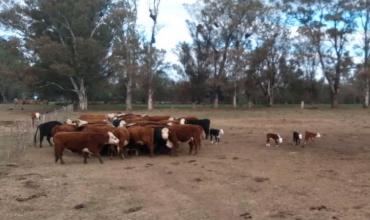 Alarma por una posible suba de precios en la carne