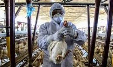 Gripe aviar: la OMS manifestó su preocupación por la posible propagación del virus H5N1 a humanos