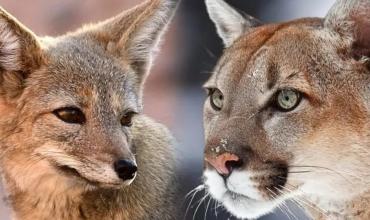 Santa Cruz prohíbe la caza de pumas y zorros