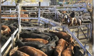 México desaprueba el cierre de la frontera a la exportación de ganado hacia Estados Unidos