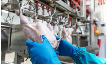 Argentina frenó las importaciones de pollos desde Brasil luego de que se detectara gripe aviar en ese país