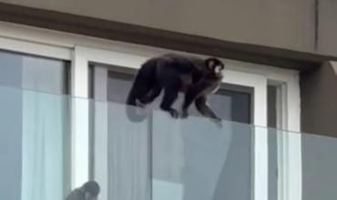 Yanina Latorre sufre un insólito robo en Iguazú: monos le sustraen pertenencias en su habitación de hotel