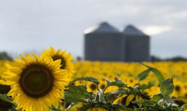 Cosecha récord de girasol: creció un 28,2% respecto a la campaña anterior
