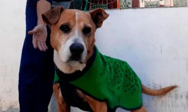 Rosario: Multaron en casi medio millón de pesos a un hombre por maltrato animal