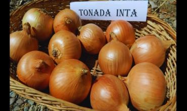 El INTA presentó “Tonada INTA”, una nueva variedad de cebolla con bajo ardor y alto rendimiento