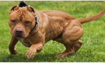 Ataque pitbull en Santa Fe: le amputaron el brazo a una mujer, otra sigue crítica y debaten la prohibición