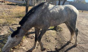 Recuperaron un caballo robado en el barrio 13 de Enero