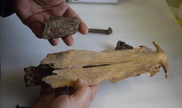 Reanudan estudios paleontológicos en Chaco y descubren nuevas especies de mamíferos fósiles