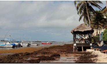 El sargazo alcanza un récord histórico y amenaza el turismo en las playas de México y el Caribe
