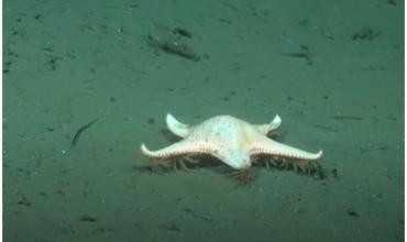 El buque científico llegó a Uruguay: una estrella de mar “con patas” y otras especies asombrosas a 1.000 metros de profundidad