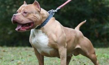 Salta: Diputados dictan media sanción a proyecto que establece controles a perros potencialmente peligrosos
