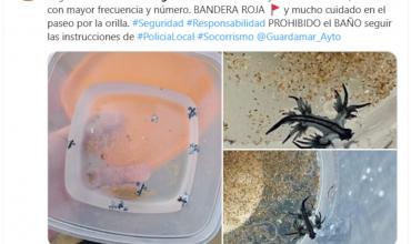 Dragones azules en España: cierran playas por la presencia de una especie marina altamente urticante