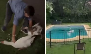 De no creer: un joven se robó dos gansos de los Lagos de Palermo y ahora lo busca la Policía