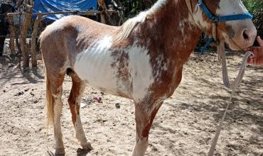 Recuperaron un caballo robado en el barrio Agrario