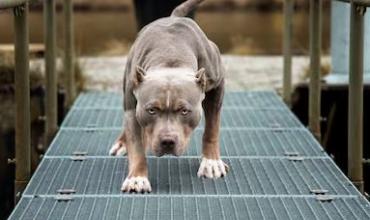 La Rioja. Colombiano fue atacado por un perro Pitbul cuando golpeaba las manos en una vivienda: Sufrió heridas en sus genitales y en un dedo