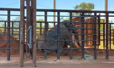 Kenya, la última elefanta en cautiverio de Argentina, inicia una nueva vida en libertad en Brasil