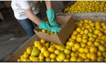 Los limones argentinos consiguen nuevo mercado pero a la carne se le cierran puertas
