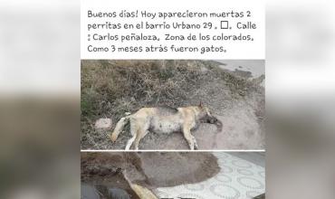 Vecinos denuncian que envenenan a perros y gatos en el barrio Urbano 29