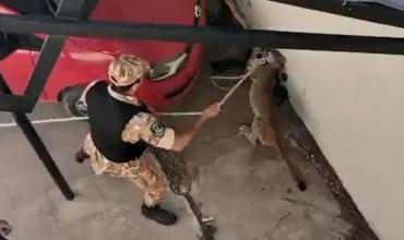 Sorpresa en General Alvear: Un puma apareció en un complejo de edificios, lo atraparon y murió mientras lo trasladaban