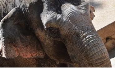 Triste noticia: murió uno de los elefantes que permanecía cautivo en el Ecoparque