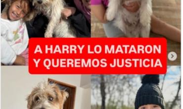 Indignación en Córdoba: mató al perro de una niña con epilepsia porque orinó su auto