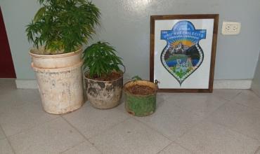 Campanas: secuestraron tres plantas de cannabis en un descampado 