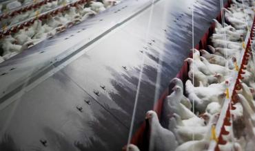 Alerta en Portugal: confinan aves domésticas por el avance de la gripe aviar