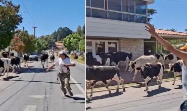 Un camión chocó, volcó y 23 vacas quedaron sueltas en una ruta de Córdoba