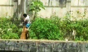 Un joven muere en Brasil atacado por una leona