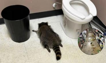 Un mapache entró a una licorería, rompió botellas de whiskey y lo encontraron borracho en el baño