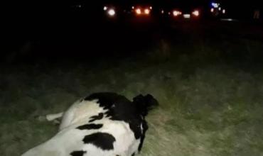 Villa Unión: Animal equino sin vida sobre Ruta Nacional N° 76