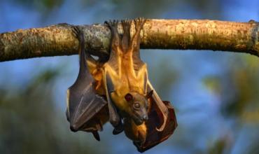 Alarma por el brote de un virus que se transmite por murciélagos en India: qué es y cuáles son los síntomas