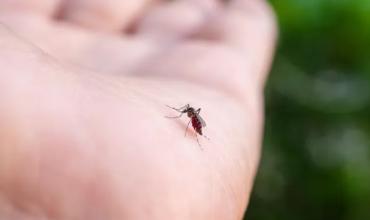 Alarma por mosquitos vampiro en Brasil: por qué se les dice así y cuál es el riesgo