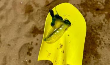 Una especie venenosa hallada en las playas de Punta del Este alerta a la autoridades: exhortan a bañarse con precaución