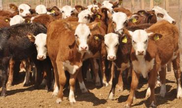 Sergio Pedace, referente de CAMyA: “Se perdieron 12 millones de cabezas de ganado y el precio de la carne está continuamente en alza”
