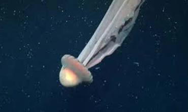 Hallaron una medusa gigante en el Mar Argentino