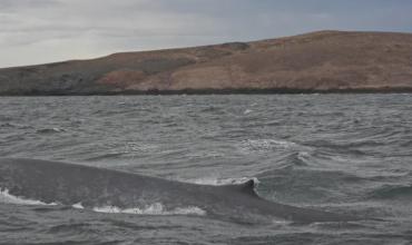 Histórico hallazgo de una ballena azul, el animal más grande del mundo, en el Mar Argentino