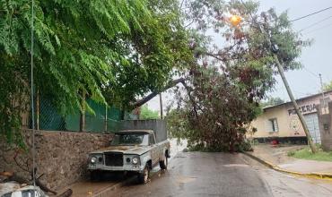 La caída de un árbol complicó el tránsito en barrio San Vicente