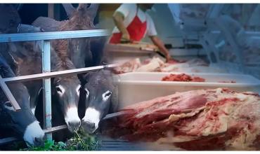 Lic. Verónica Bonanno sobre el consumo de carne de burro: “Debe cumplir con las normas de seguridad bromatológica”