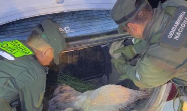 Controles en rutas de La Rioja: secuestran 30 toneladas de cuarzo y detectan transporte de fauna protegida